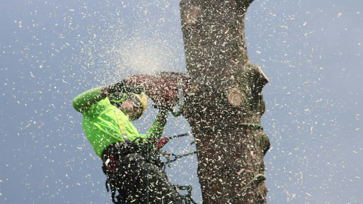 Barton's Tree Care atmosphere image
