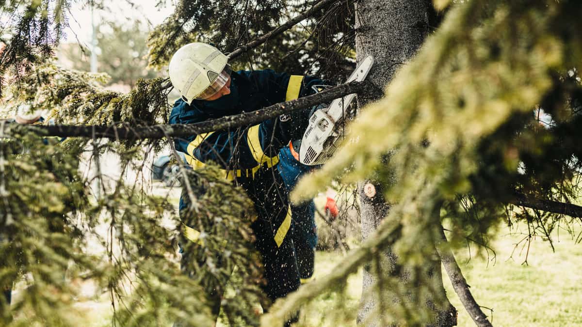 Barton's Tree Care featured work